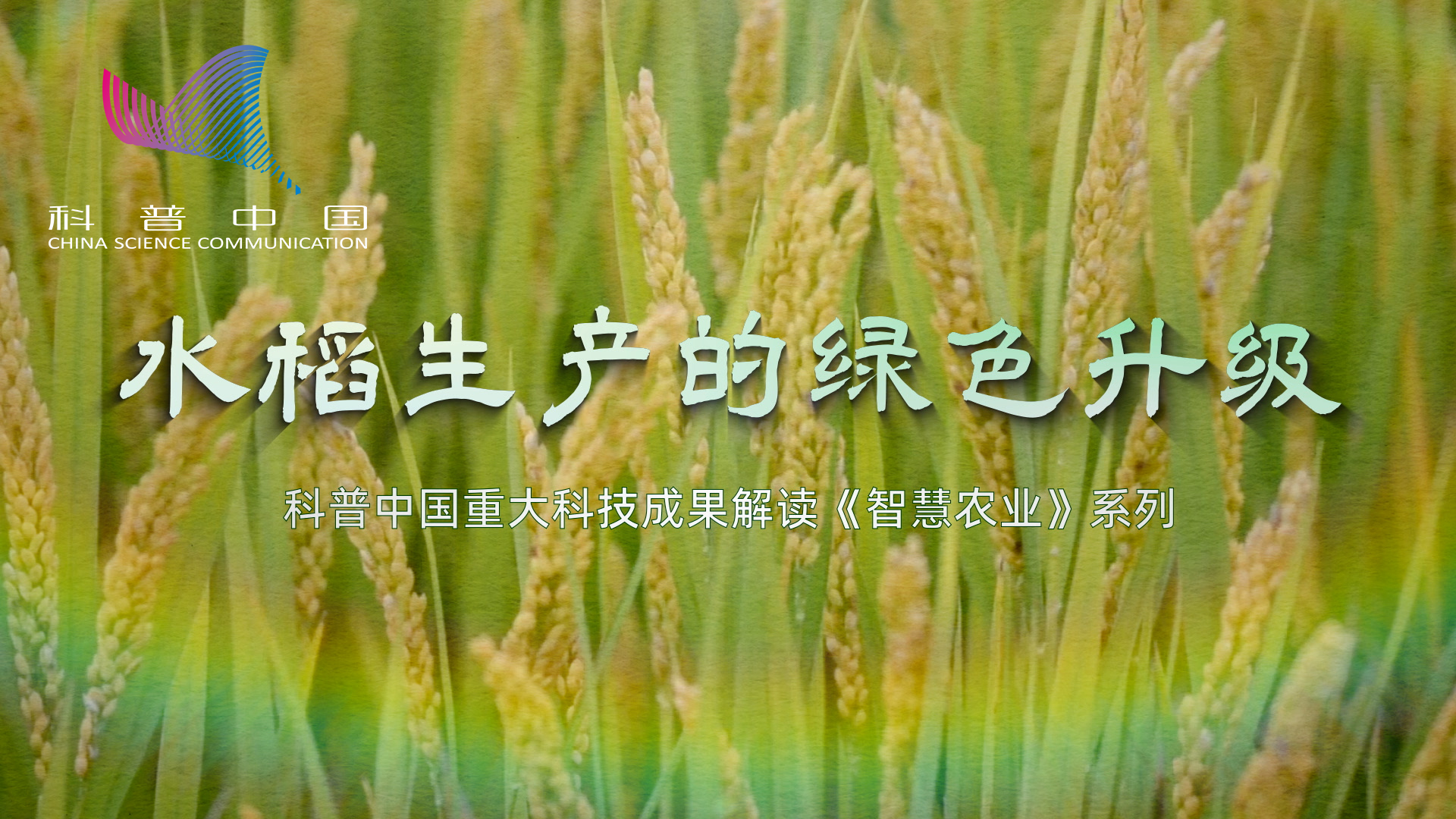 水稻生产的绿色升级